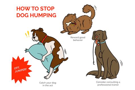 Why Do Dogs Hump Stuffed Animal